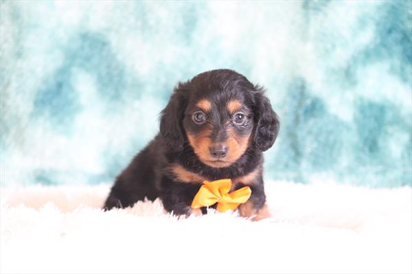 Dachshund (M) 5427 Image #2