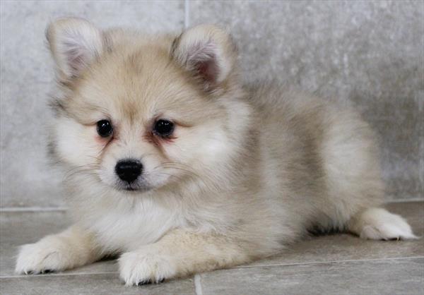 Pomeranian (F) 5415 Image #2