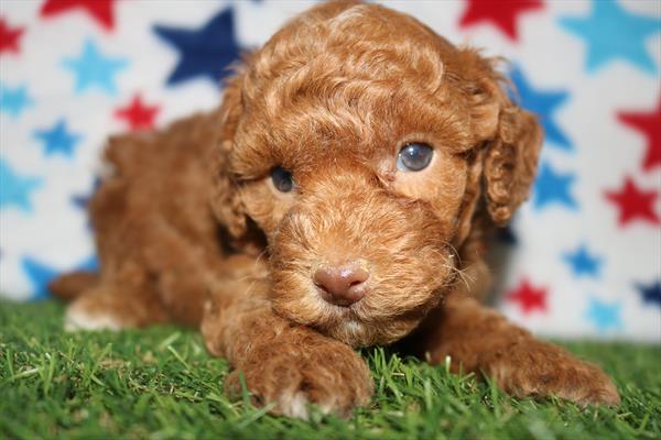 Poodle (M) 2026 Image #1