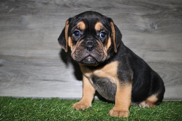 Mini Bullies (F) 5414 Image #2