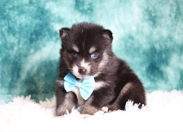 Pomsky (M) 2034 Image #2