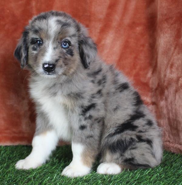 Miniature Australian Shepherd (M) 2018 Image #2
