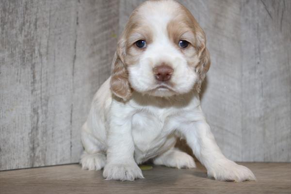 Cocker Spaniel (F) 5437 Image #1