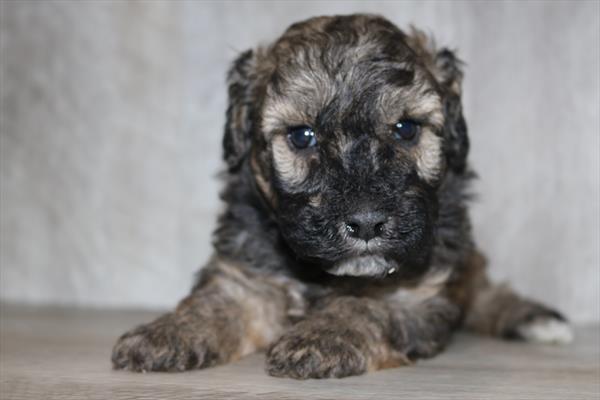 Poodle (M) 5438 Image #1