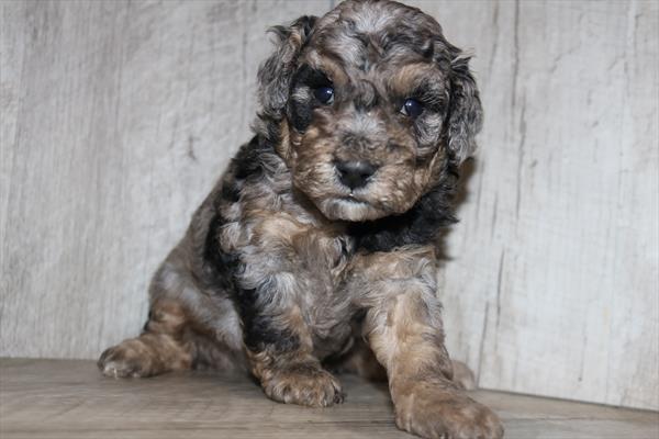 Poodle (M) 5447 Image #2