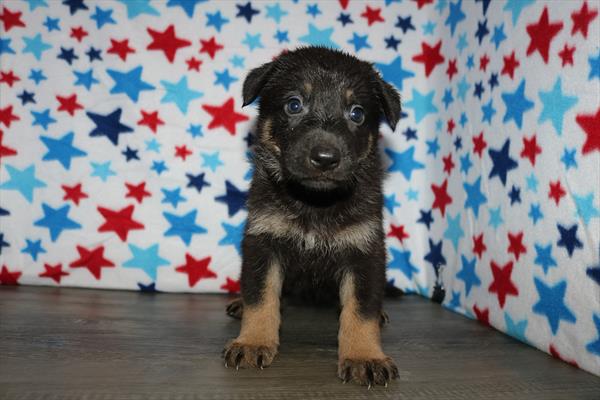 German Shepherd Dog (F) 5455 Image #2