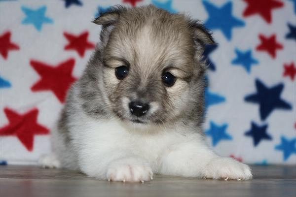 Pomeranian (F) 2047 Image #2