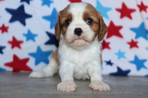 Cavalier King Charles Spaniel (F) 2035 Image #2