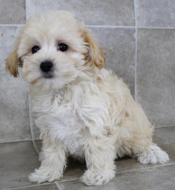Maltipoo (F) 2013 Image #2
