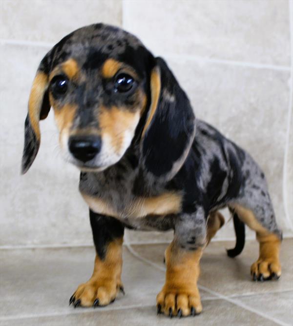 Dachshund (F) 5416 Image #2