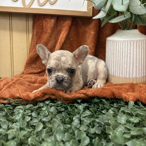 French Bulldog (F) 2023 Image #1