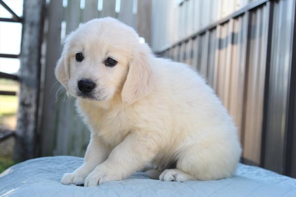 Golden Retriever (M) 5428 Image #2