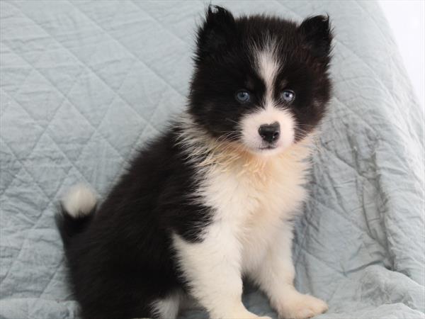 Pomsky (F) 2025 Image #1