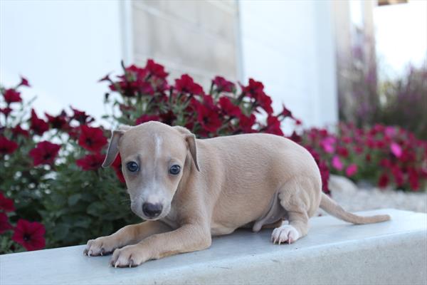 Italian Greyhound (M-N) 2024 Image #1