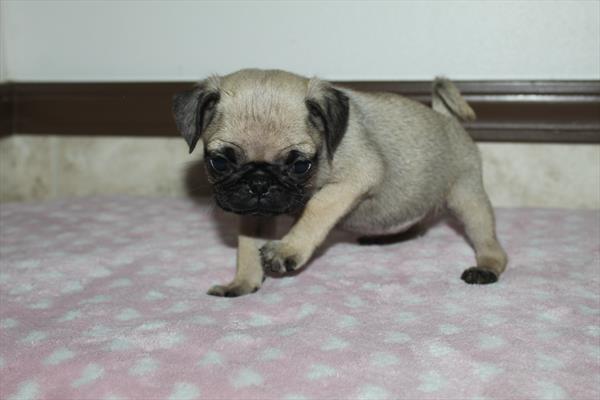 Pug (F) 5443 Image #1