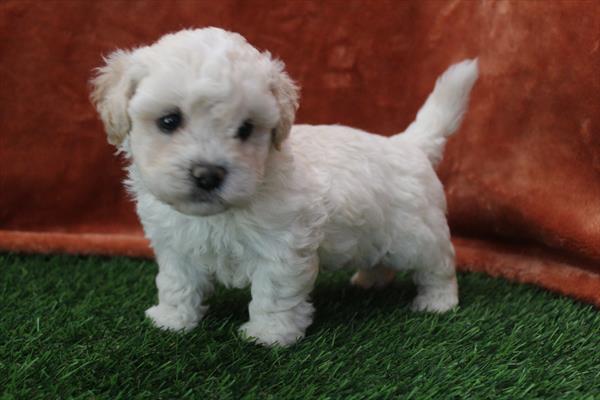 Teddy Bear (M-N) 5453 Image #2