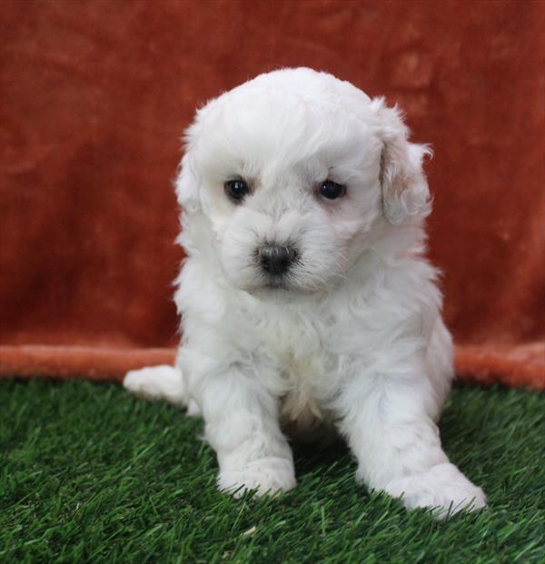 Teddy Bear (M) 2036 Image #2