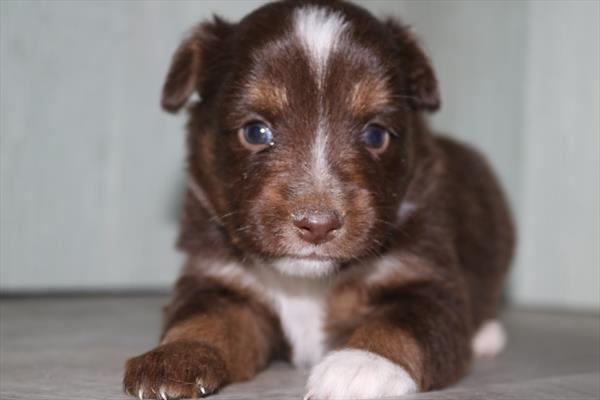 Miniature Australian Shepherd (F) 2042 Image #2