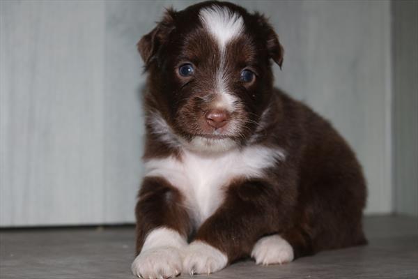 Miniature Australian Shepherd (M) 5459 Image #2