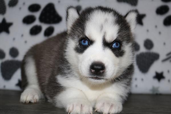 Siberian Husky (F) 2043 Image #2