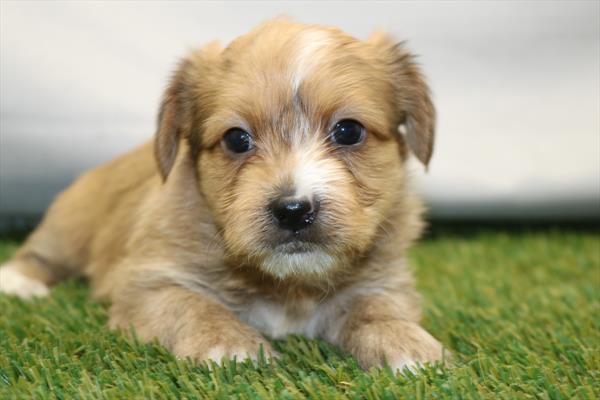 Shorkie (M) 2046 Image #2