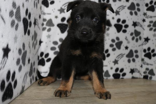 German Shepherd Dog (F) 2039 Image #2