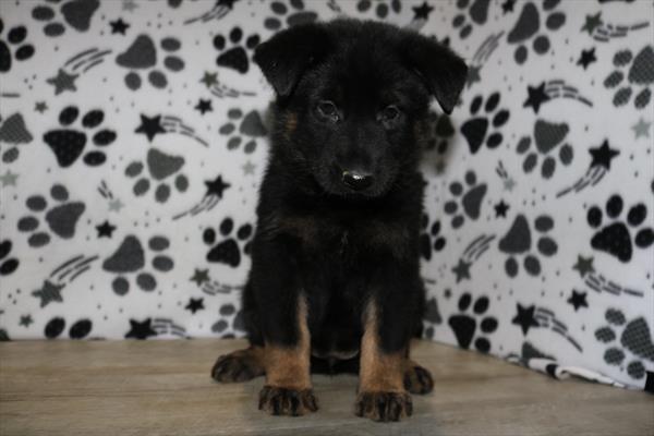 German Shepherd Dog (F) 5456 Image #2