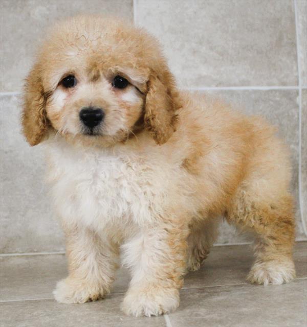 Goldendoodle Mini 2nd Gen (M) 5429 Image #2