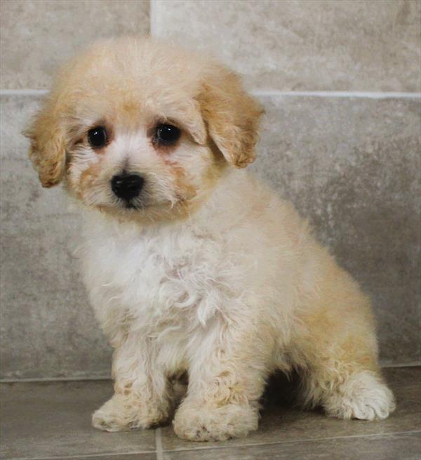 Goldendoodle Mini 2nd Gen (M) 2021 Image #2