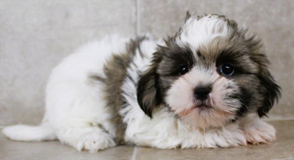 Shih Tzu (M) 2022 Image #2