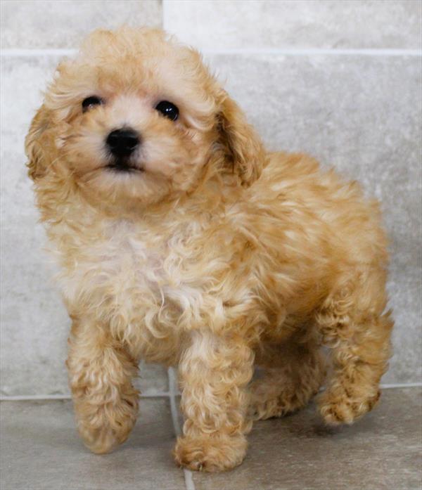 Poodle (F) 5432 Image #2
