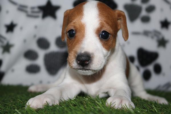 Jack Russell Terrier (F) 5461 Image #2