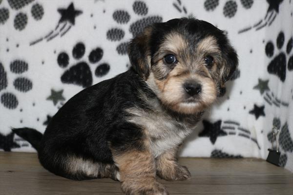 Morkie (M) 2028 Image #1