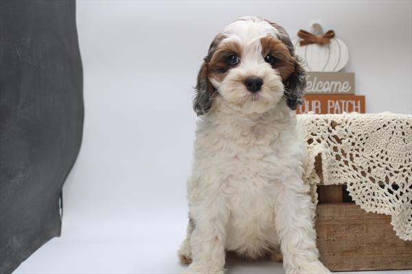 Cockapoo (F) 5433 Image #2