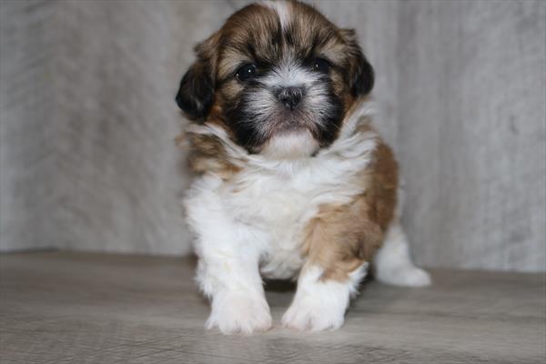 Shih Tzu (M) 5464 Image #2