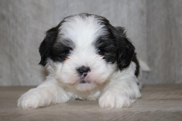 Shih Tzu (F) 2048 Image #2