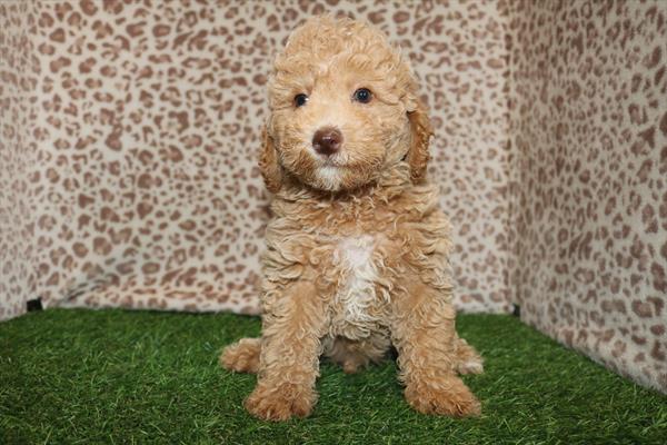 Poodle Mini (M-N) 2049 Image #2