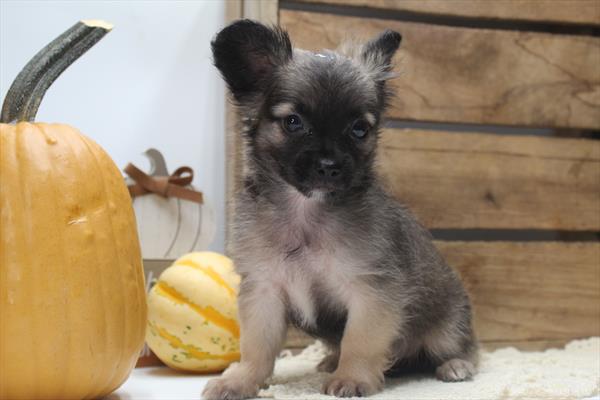 Chihuahua (M) 5457 Image #2