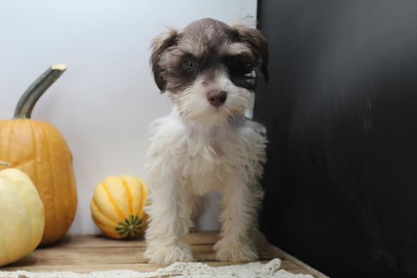 Miniature Schnauzer (F) 2040 Image #2
