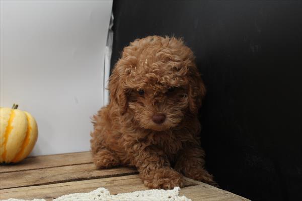 Poodle Mini (F) 5458 Image #2