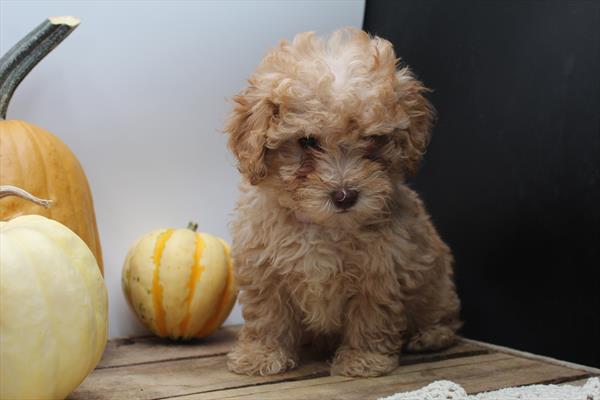 Poodle Mini (F) 2041 Image #2