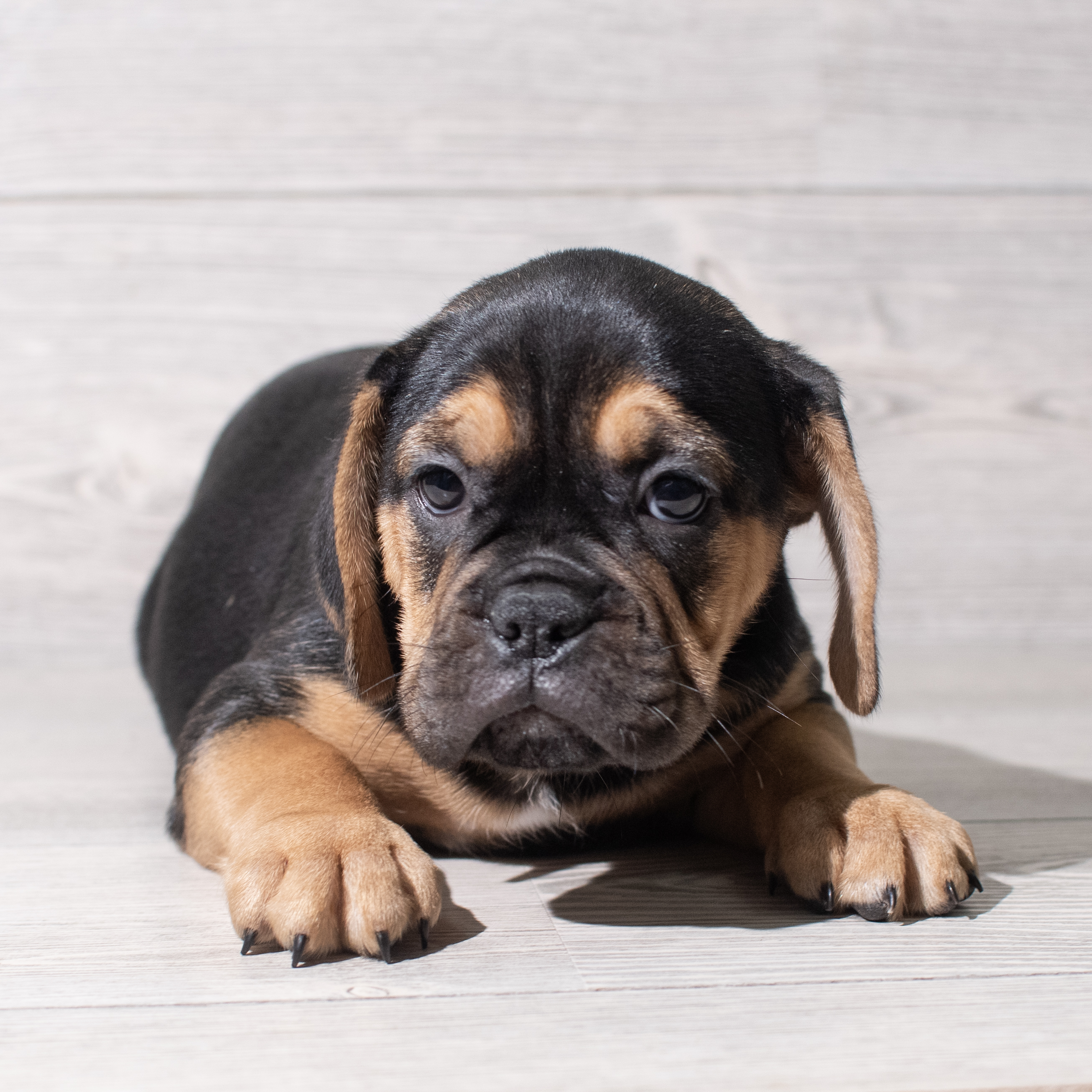 Mini Bullies (F) 5414 Image #1