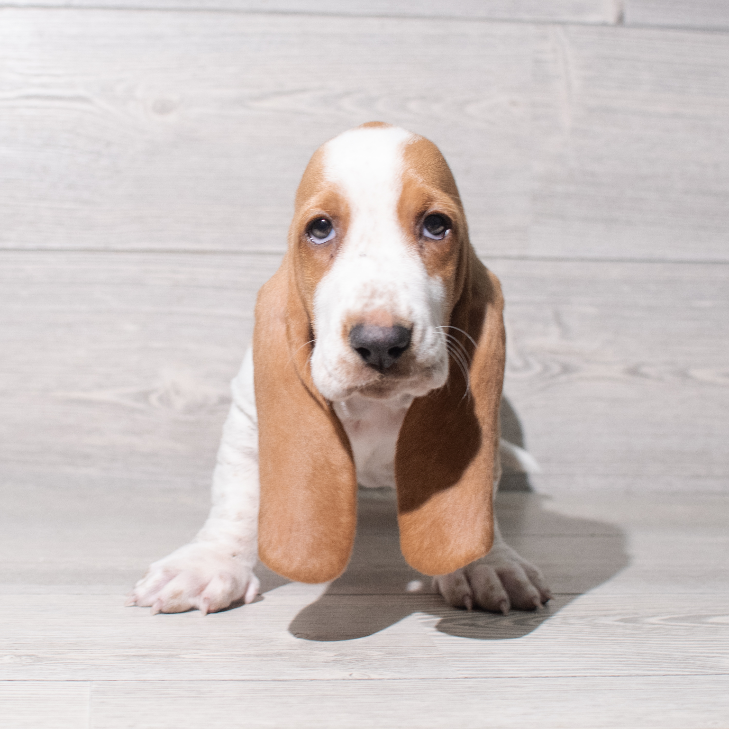 Basset Hound (F) 5413 Image #1