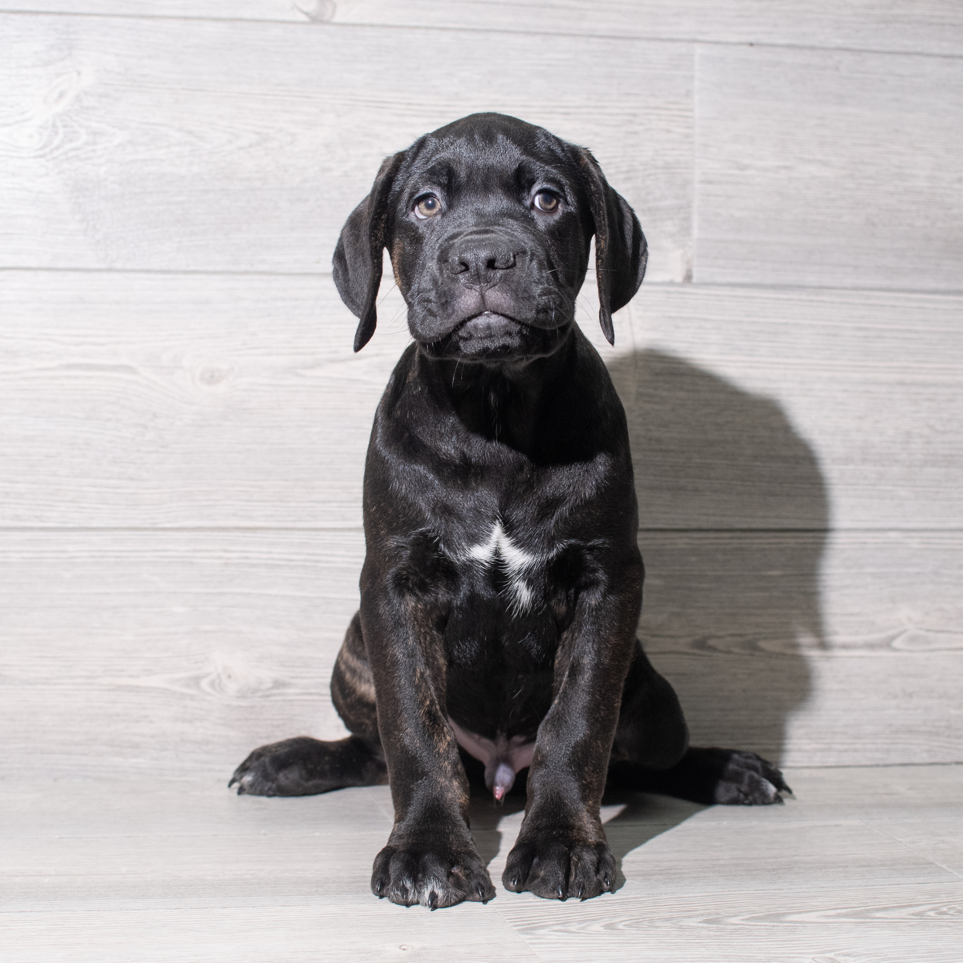 Cane Corso (M) 5417 Image #1