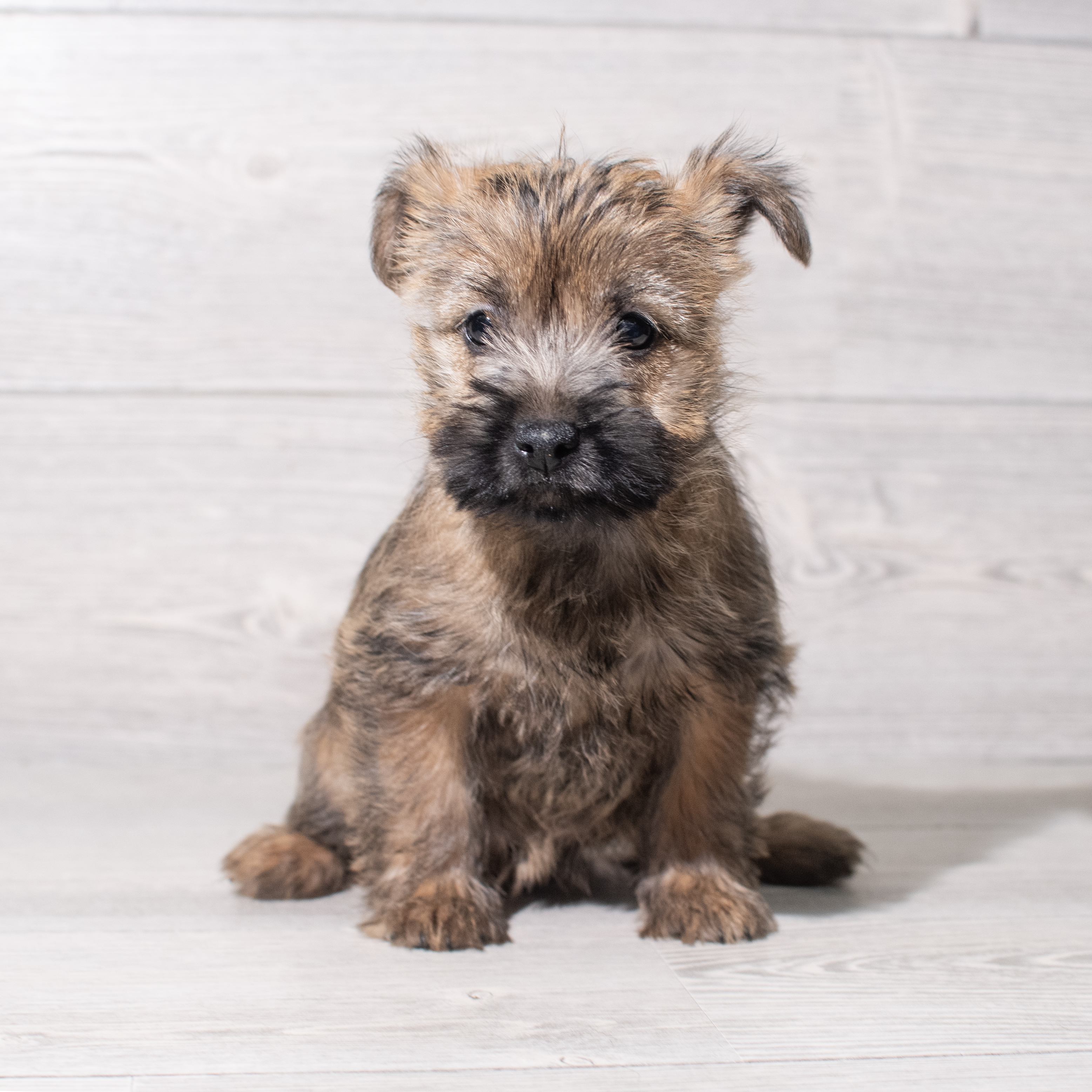 Cairn Terrier (F) 5412 Image #1