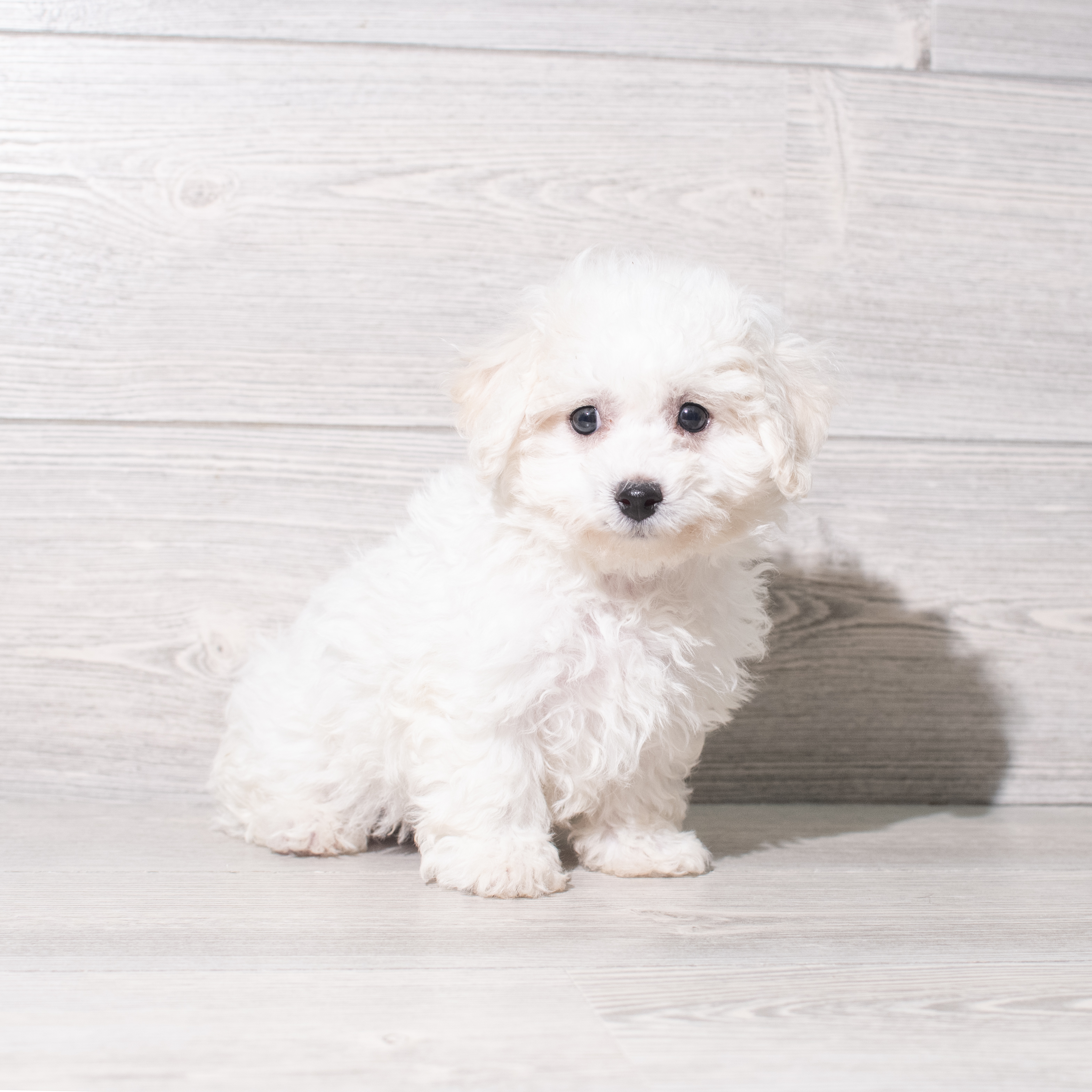 Bichon Frise (M) 5411 Image #1