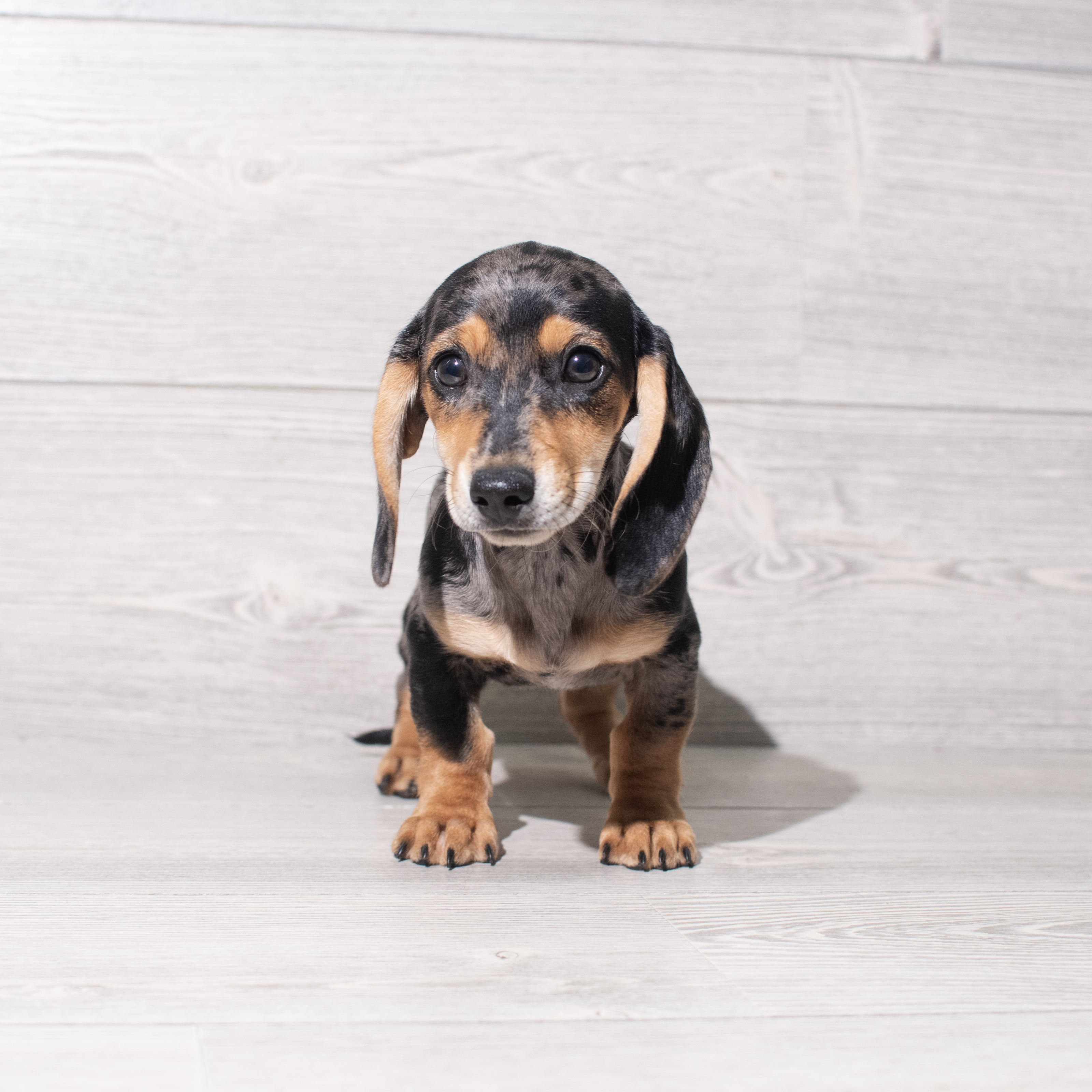 Dachshund (F) 5416 Image #1