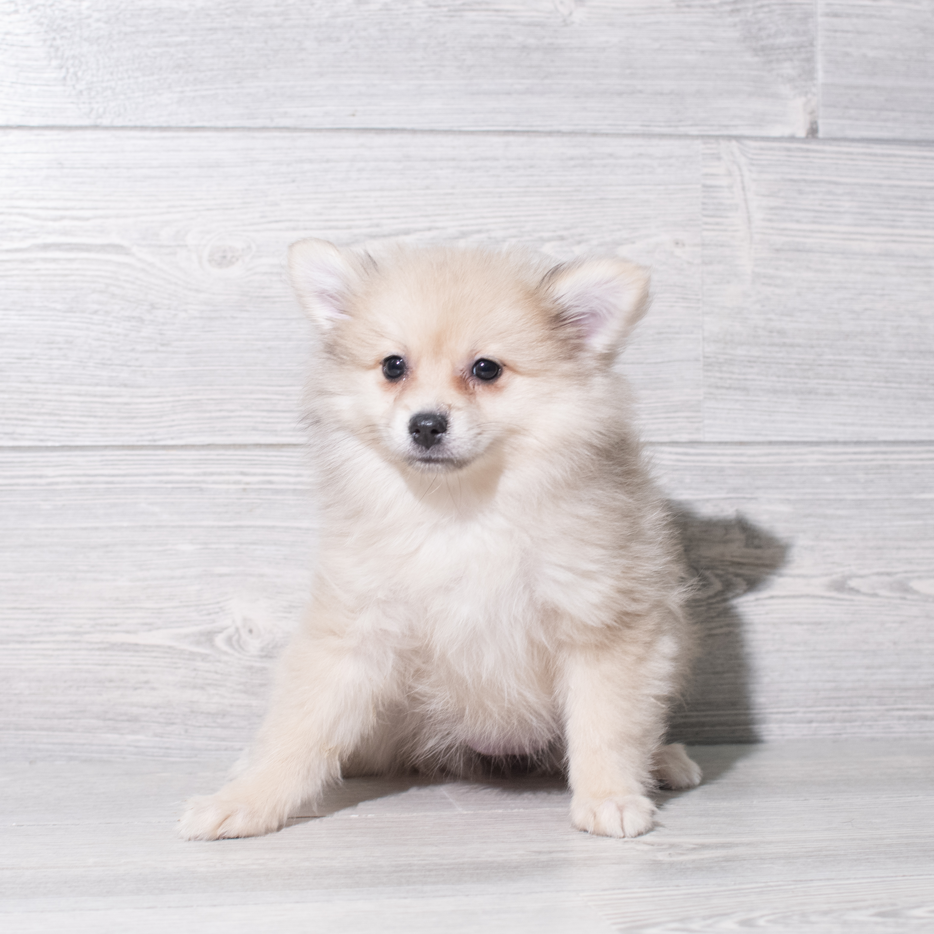 Pomeranian (F) 5415 Image #1