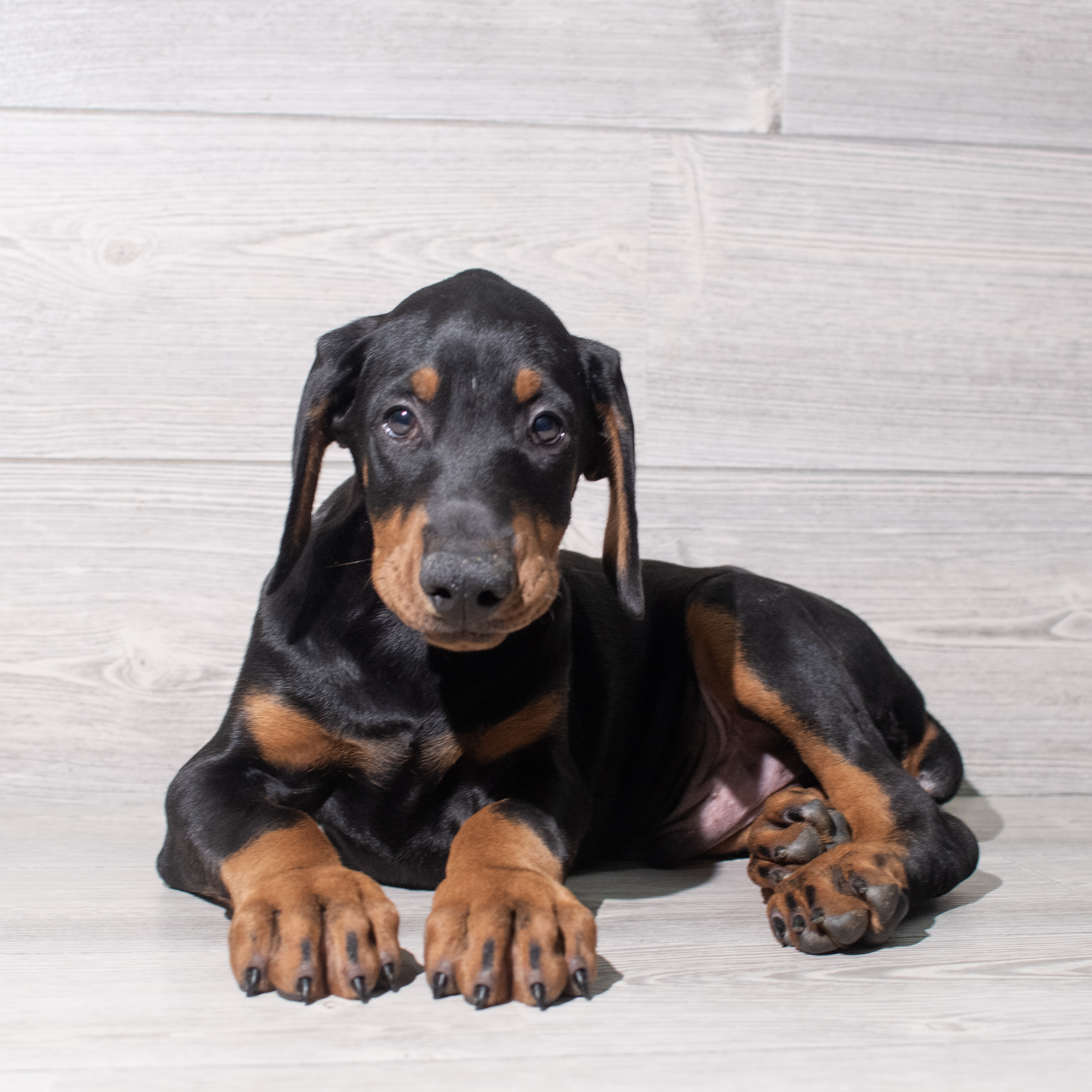 Doberman Pinscher (M) 5418 Image #1