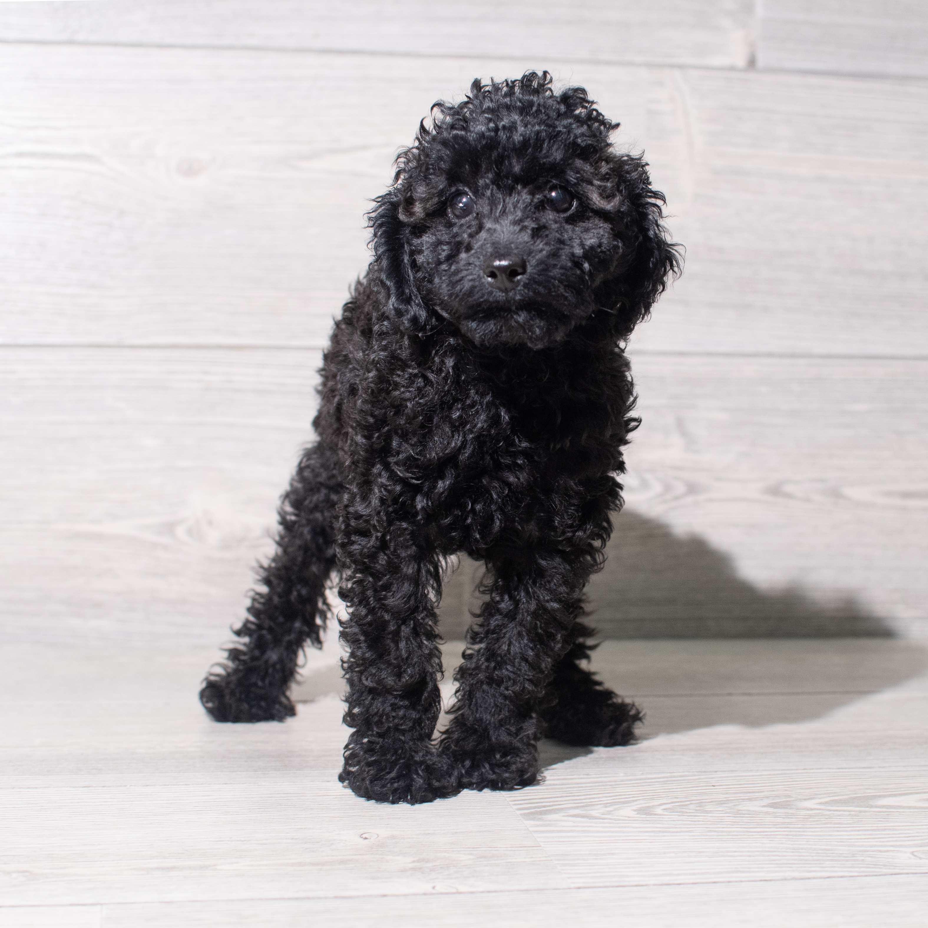 Poodle Mini (M) 5420 Image #1